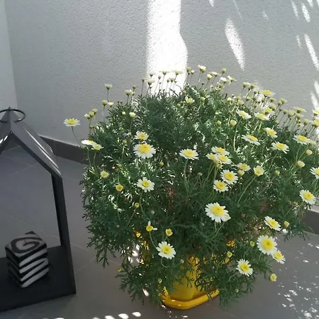 Okeanos Sea View Terrace 1 Bedroom Lt2-m El Medano (Tenerife)